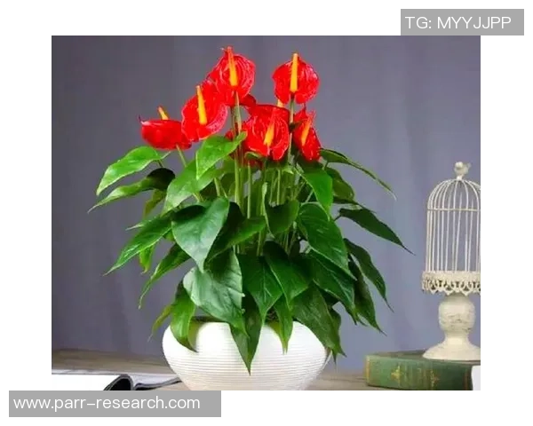 足球明星发力技巧揭秘助你提升射门精准度与力量的全面指南 足球明星发力技巧揭秘助你提升射门精准度与力量的全面指南